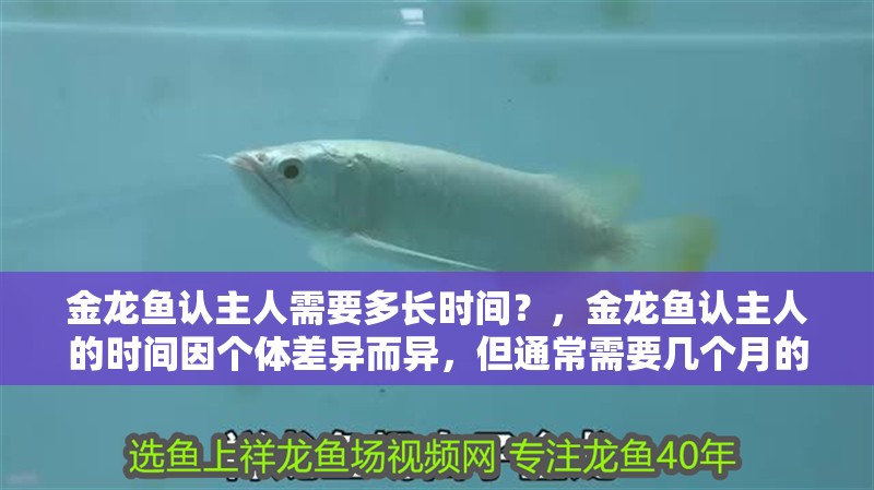 鸚鵡魚和銀龍魚混養怎樣喂食 金龍魚認主人需要多長時間?,金龍魚認主人的時間因個體差異而異,但通常需要幾個月的時間 龍魚百科 金龍魚認主人需要多長時間?,金龍魚認主人的時間因個體差異而異,但通常需要幾個月的時間 金龍魚認主人需要多長時間?,金龍魚認主人的時間因個體差異而異,但通常需要幾個月的時間 龍魚百科