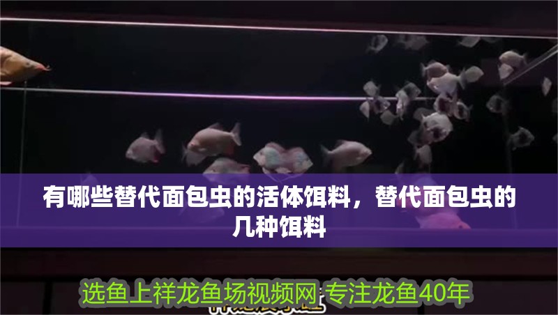 有哪些替代面包蟲的活體餌料，替代面包蟲的幾種餌料