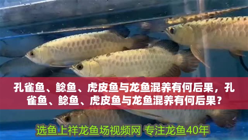 孔雀魚、鯰魚、虎皮魚與龍魚混養有何后果，孔雀魚、鯰魚、虎皮魚與龍魚混養有何后果？ 孔雀魚、鯰魚、虎皮魚與龍魚混養有何后果，孔雀魚、鯰魚、虎皮魚與龍魚混養有何后果？ 龍魚百科