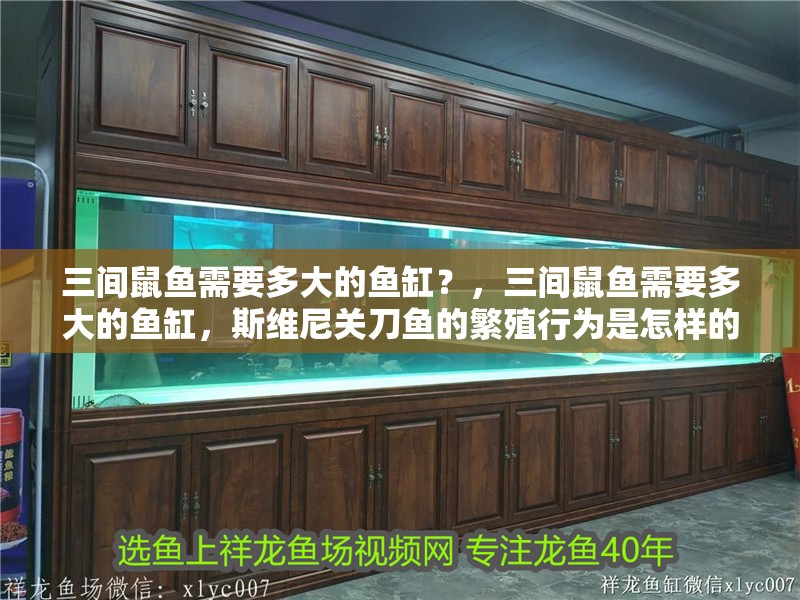 三間鼠魚需要多大的魚缸？，三間鼠魚需要多大的魚缸，斯維尼關刀魚的繁殖行為是怎樣的