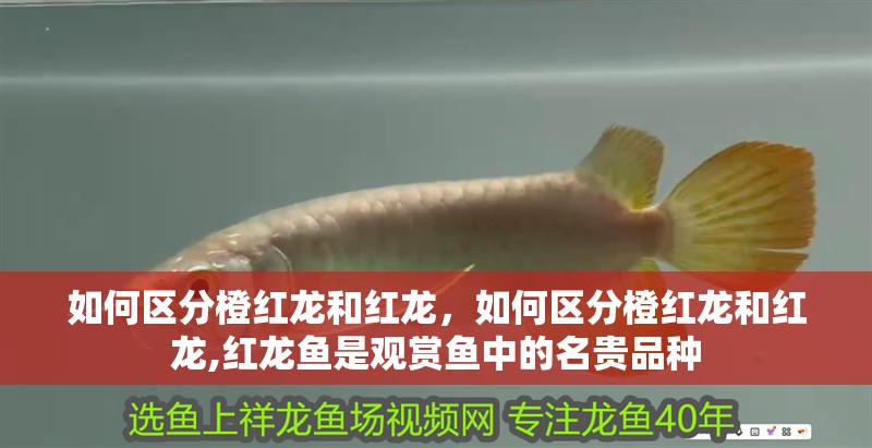 如何區分橙紅龍和紅龍，如何區分橙紅龍和紅龍,紅龍魚是觀賞魚中的名貴品種