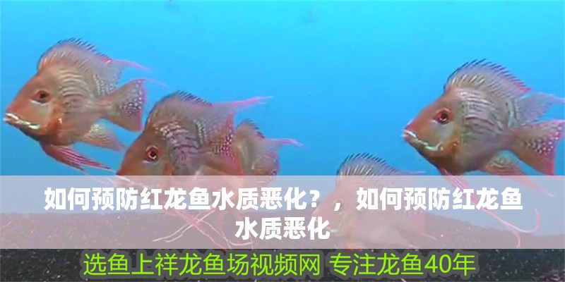 如何預(yù)防紅龍魚(yú)水質(zhì)惡化？，如何預(yù)防紅龍魚(yú)水質(zhì)惡化