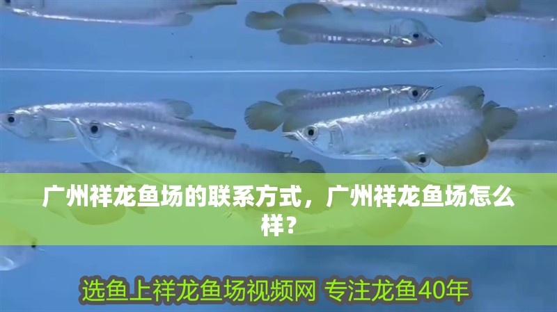 廣州祥龍魚場的聯系方式，廣州祥龍魚場怎么樣？
