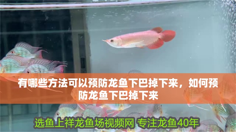 有哪些方法可以預防龍魚下巴掉下來，如何預防龍魚下巴掉下來 有哪些方法可以預防龍魚下巴掉下來，如何預防龍魚下巴掉下來 龍魚百科