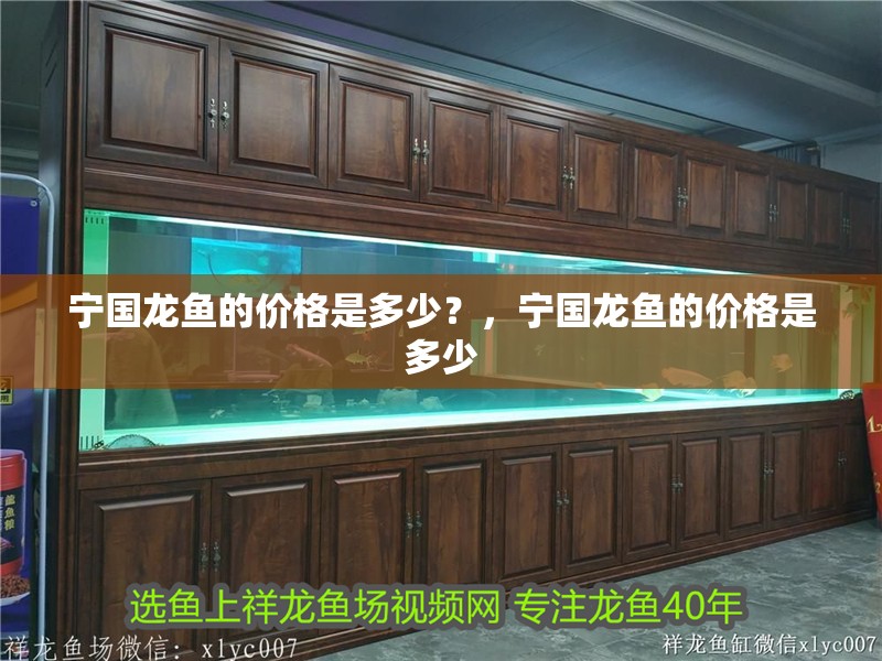 什么魚能和龍魚、虎魚混養(龍魚能和虎魚混養嗎) 寧國龍魚的價格是多少?,寧國龍魚的價格是多少 龍魚百科 寧國龍魚的價格是多少?,寧國龍魚的價格是多少 寧國龍魚的價格是多少?,寧國龍魚的價格是多少 龍魚百科