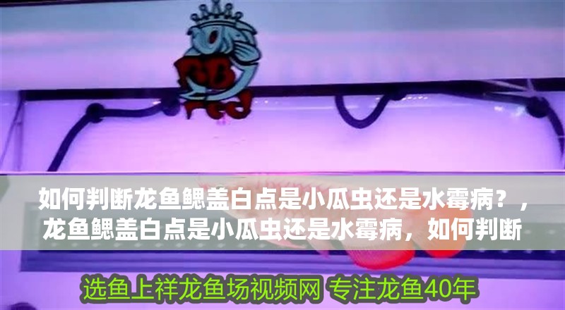 如何判斷龍魚鰓蓋白點是小瓜蟲還是水霉病？，龍魚鰓蓋白點是小瓜蟲還是水霉病，如何判斷是小瓜蟲還是水霉病