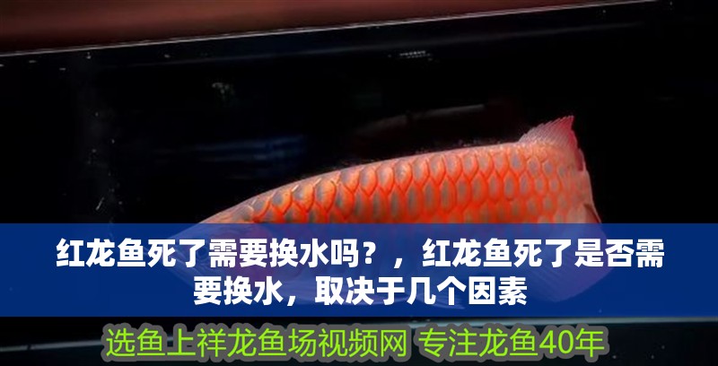 紅龍魚死了需要換水嗎？，紅龍魚死了是否需要換水，取決于幾個因素 紅龍魚死了需要換水嗎？，紅龍魚死了是否需要換水，取決于幾個因素 龍魚百科