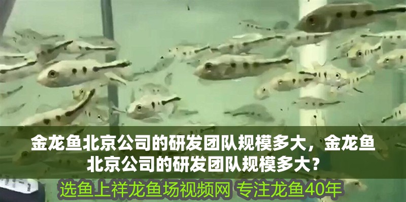 金龍魚北京公司的研發團隊規模多大，金龍魚北京公司的研發團隊規模多大？