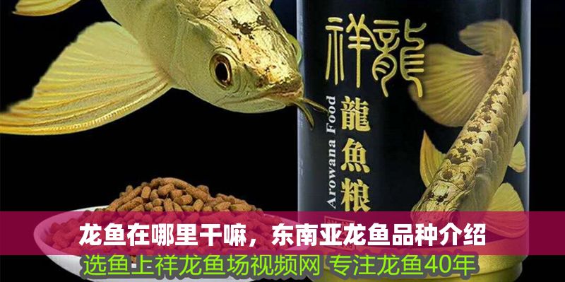 龍魚在哪里干嘛，東南亞龍魚品種介紹