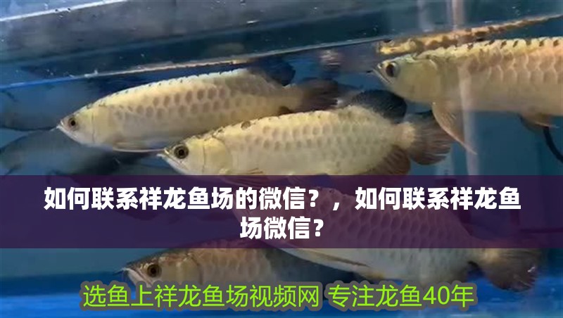 如何聯(lián)系祥龍魚場的微信？，如何聯(lián)系祥龍魚場微信？