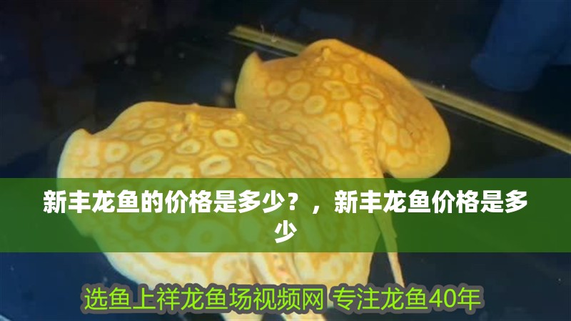 新豐龍魚(yú)的價(jià)格是多少？，新豐龍魚(yú)價(jià)格是多少