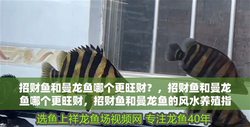 招財(cái)魚和曼龍魚哪個更旺財(cái)？，招財(cái)魚和曼龍魚哪個更旺財(cái)，招財(cái)魚和曼龍魚的風(fēng)水養(yǎng)殖指南 招財(cái)魚和曼龍魚哪個更旺財(cái)？，招財(cái)魚和曼龍魚哪個更旺財(cái)，招財(cái)魚和曼龍魚的風(fēng)水養(yǎng)殖指南 龍魚百科