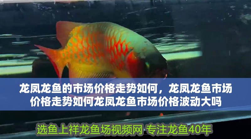 龍鳳龍魚的市場價格走勢如何，龍鳳龍魚市場價格走勢如何龍鳳龍魚市場價格波動大嗎 龍鳳龍魚的市場價格走勢如何，龍鳳龍魚市場價格走勢如何龍鳳龍魚市場價格波動大嗎 龍魚百科