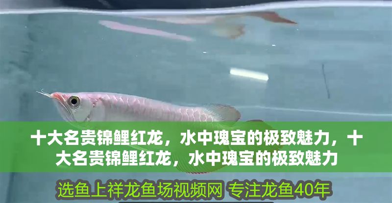 十大名貴錦鯉紅龍，水中瑰寶的極致魅力，十大名貴錦鯉紅龍，水中瑰寶的極致魅力