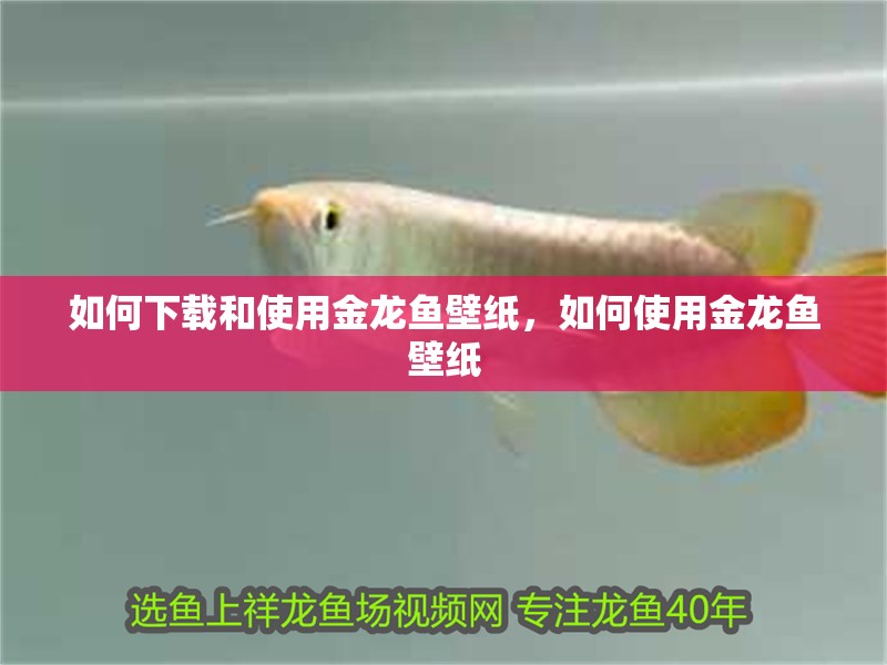 龍魚干蝦有營養(yǎng)嗎 如何下載和使用金龍魚壁紙,如何使用金龍魚壁紙 龍魚百科 如何下載和使用金龍魚壁紙,如何使用金龍魚壁紙 如何下載和使用金龍魚壁紙,如何使用金龍魚壁紙 龍魚百科
