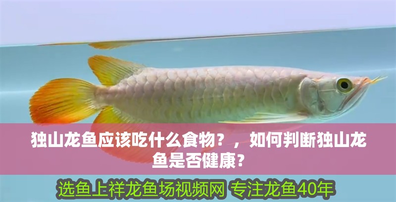 獨山龍魚應該吃什么食物？，如何判斷獨山龍魚是否健康？ 獨山龍魚應該吃什么食物？，如何判斷獨山龍魚是否健康？ 龍魚百科