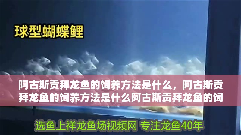 阿古斯貢拜龍魚的飼養(yǎng)方法是什么，阿古斯貢拜龍魚的飼養(yǎng)方法是什么阿古斯貢拜龍魚的飼養(yǎng)方法是什么