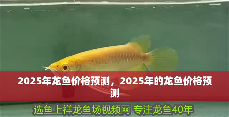 2025年龍魚價格預測，2025年的龍魚價格預測 2025年龍魚價格預測，2025年的龍魚價格預測 龍魚百科