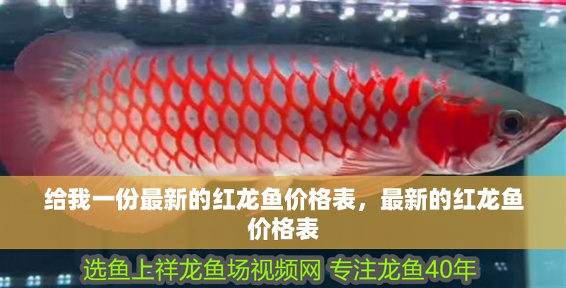給我一份最新的紅龍魚價格表，最新的紅龍魚價格表 給我一份最新的紅龍魚價格表，最新的紅龍魚價格表 龍魚百科