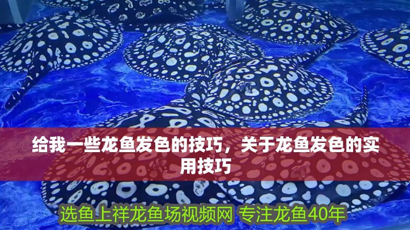 給我一些龍魚發色的技巧，關于龍魚發色的實用技巧