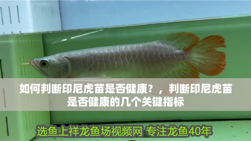 如何判斷印尼虎苗是否健康？，判斷印尼虎苗是否健康的幾個(gè)關(guān)鍵指標(biāo)