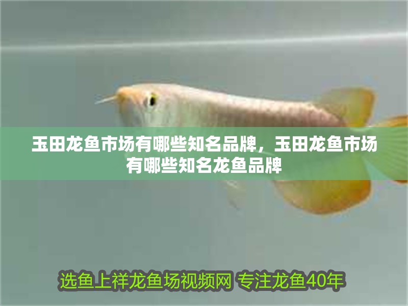 玉田龍魚市場(chǎng)有哪些知名品牌，玉田龍魚市場(chǎng)有哪些知名龍魚品牌