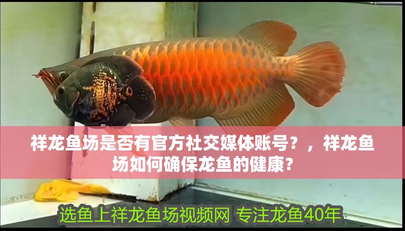 祥龍魚場是否有官方社交媒體賬號？，祥龍魚場如何確保龍魚的健康？ 祥龍魚場是否有官方社交媒體賬號？，祥龍魚場如何確保龍魚的健康？ 龍魚百科