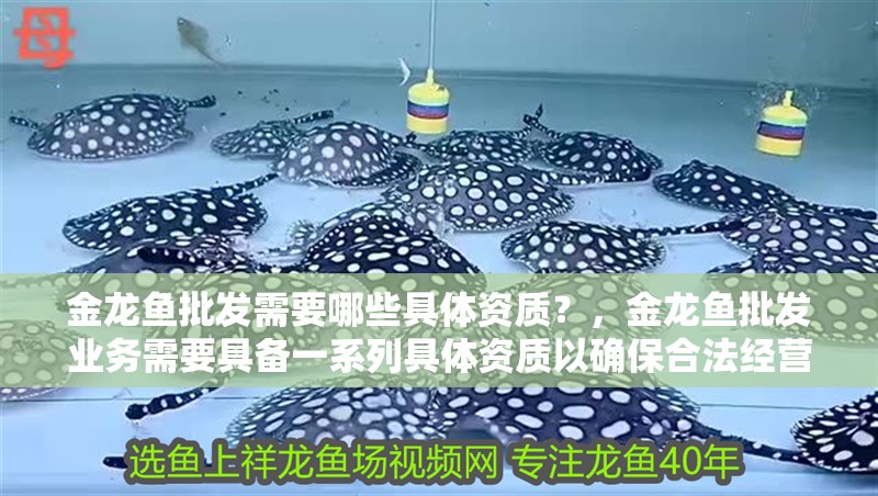 金龍魚批發需要哪些具體資質？，金龍魚批發業務需要具備一系列具體資質以確保合法經營 金龍魚批發需要哪些具體資質？，金龍魚批發業務需要具備一系列具體資質以確保合法經營 龍魚百科