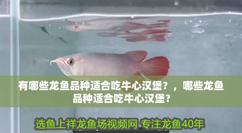 有哪些龍魚品種適合吃牛心漢堡？，哪些龍魚品種適合吃牛心漢堡？