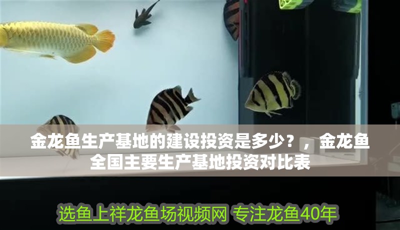 金龍魚生產基地的建設投資是多少？，金龍魚全國主要生產基地投資對比表