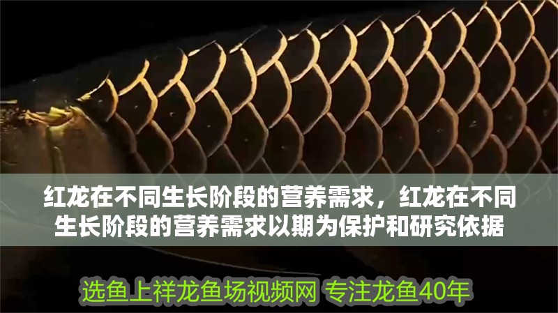 紅龍在不同生長階段的營養需求，紅龍在不同生長階段的營養需求以期為保護和研究依據