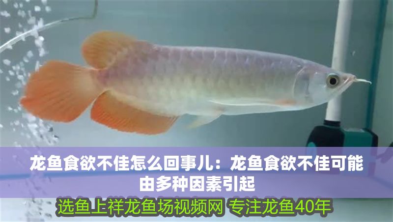 龍魚食欲不佳怎么回事兒：龍魚食欲不佳可能由多種因素引起
