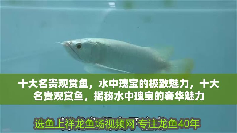 十大名貴觀賞魚，水中瑰寶的極致魅力，十大名貴觀賞魚，揭秘水中瑰寶的奢華魅力