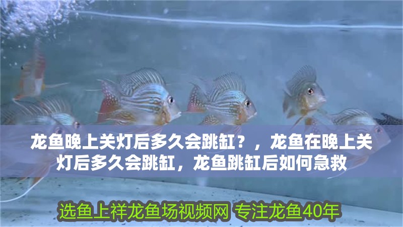 龍魚晚上關(guān)燈后多久會(huì)跳缸？，龍魚在晚上關(guān)燈后多久會(huì)跳缸，龍魚跳缸后如何急救