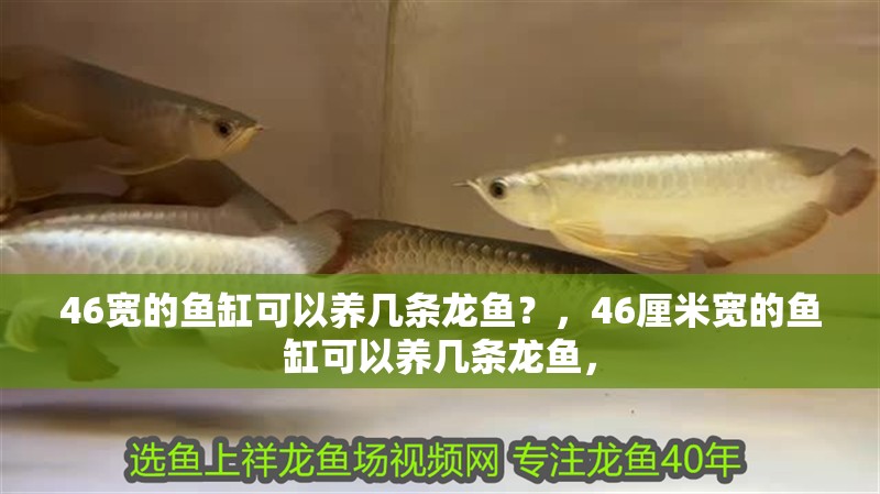 46寬的魚缸可以養(yǎng)幾條龍魚？，46厘米寬的魚缸可以養(yǎng)幾條龍魚，