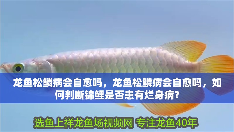 龍魚松鱗病會自愈嗎，龍魚松鱗病會自愈嗎，如何判斷錦鯉是否患有爛身病？
