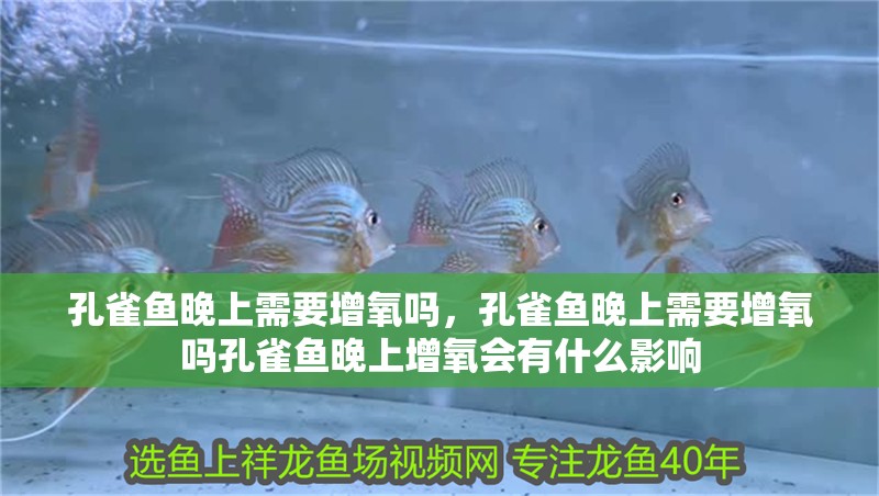 孔雀魚晚上需要增氧嗎，孔雀魚晚上需要增氧嗎孔雀魚晚上增氧會(huì)有什么影響
