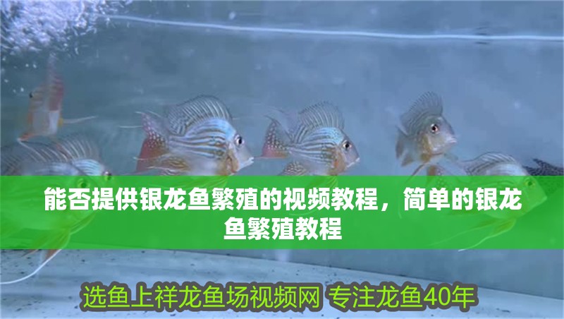 能否提供銀龍魚繁殖的視頻教程，簡單的銀龍魚繁殖教程