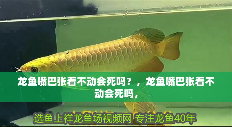 龍魚嘴巴張著不動會死嗎？，龍魚嘴巴張著不動會死嗎，