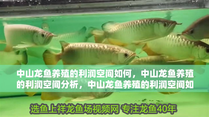 中山龍魚養殖的利潤空間如何，中山龍魚養殖的利潤空間分析，中山龍魚養殖的利潤空間如何