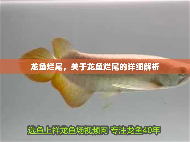 龍魚爛尾，關于龍魚爛尾的詳細解析 龍魚爛尾，關于龍魚爛尾的詳細解析 龍魚百科