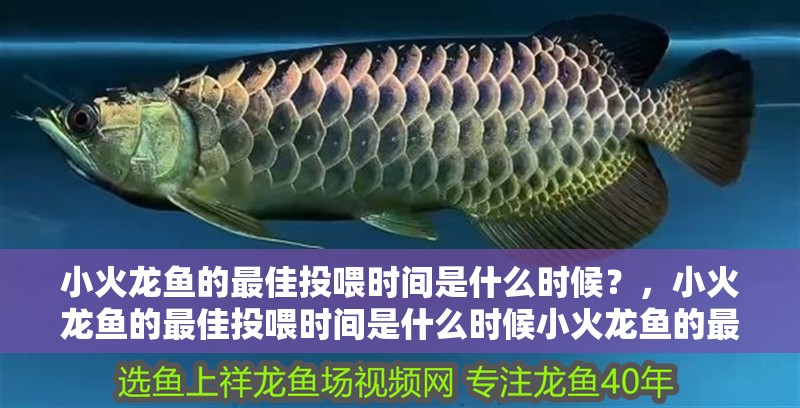 小火龍魚的最佳投喂時間是什么時候？，小火龍魚的最佳投喂時間是什么時候小火龍魚的最佳投喂時間