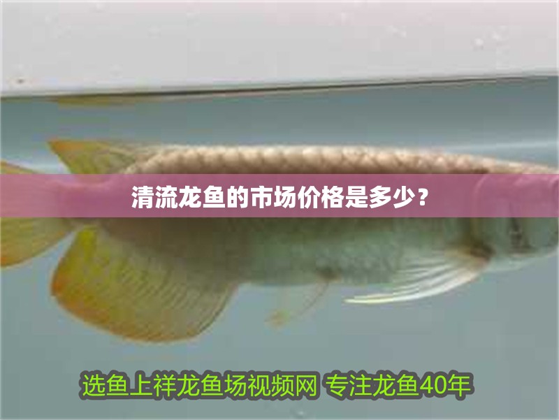 清流龍魚(yú)的市場(chǎng)價(jià)格是多少？ 清流龍魚(yú)的市場(chǎng)價(jià)格是多少？ 龍魚(yú)百科