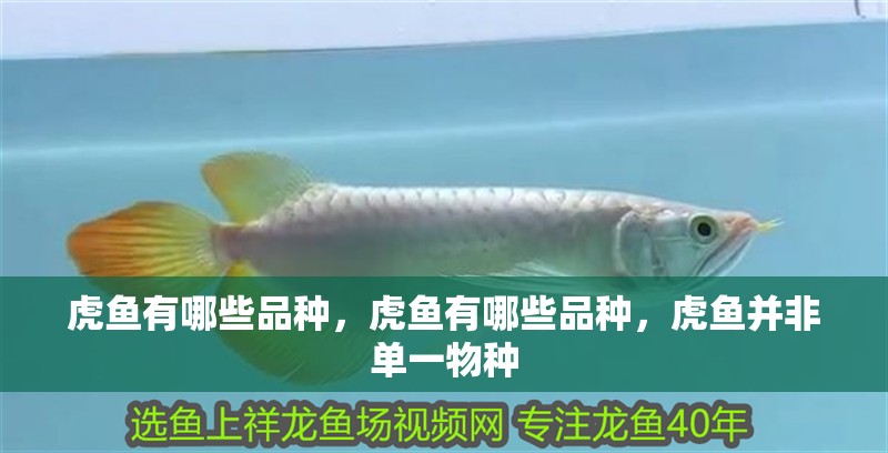 虎魚有哪些品種，虎魚有哪些品種，虎魚并非單一物種