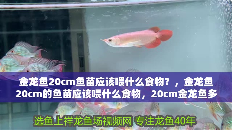 金龍魚20cm魚苗應(yīng)該喂什么食物？，金龍魚20cm的魚苗應(yīng)該喂什么食物，20cm金龍魚多久喂一次