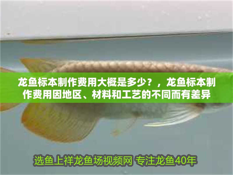 龍魚標(biāo)本制作費(fèi)用大概是多少？，龍魚標(biāo)本制作費(fèi)用因地區(qū)、材料和工藝的不同而有差異