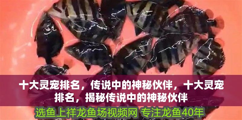 十大靈寵排名，傳說中的神秘伙伴，十大靈寵排名，揭秘傳說中的神秘伙伴 十大靈寵排名，傳說中的神秘伙伴，十大靈寵排名，揭秘傳說中的神秘伙伴 龍魚百科 第1張