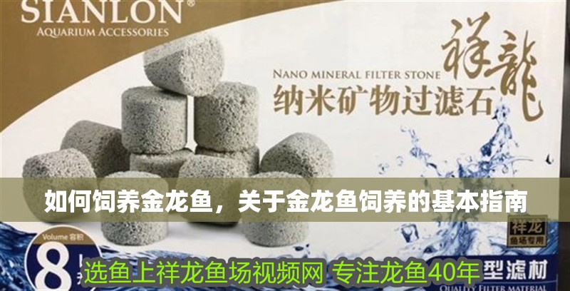 如何飼養金龍魚，關于金龍魚飼養的基本指南