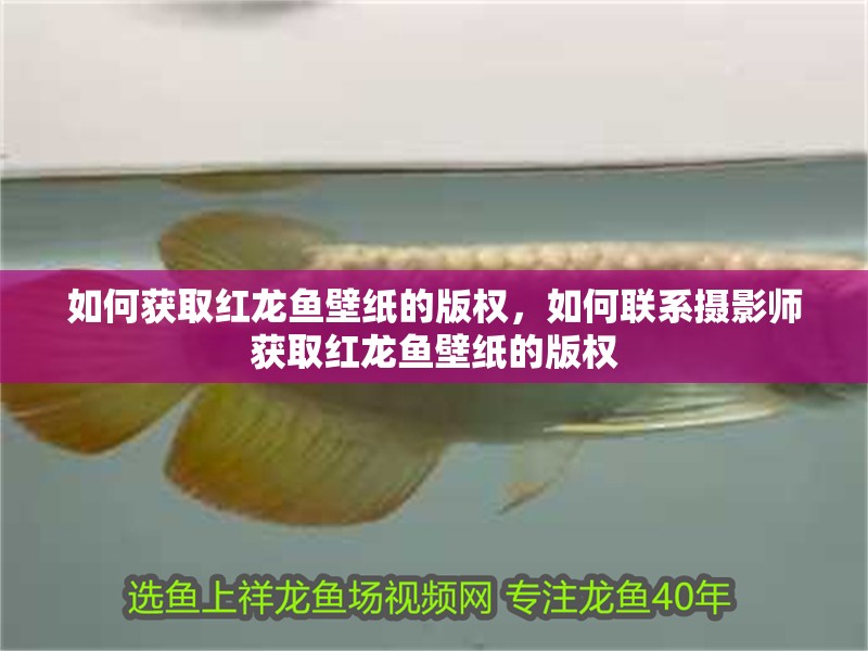 詳細閱讀:如何獲取紅龍魚壁紙的版權,如何聯系攝影師獲取紅龍魚壁紙的版權 如何獲取紅龍魚壁紙的版權,如何聯系攝影師獲取紅龍魚壁紙的版權