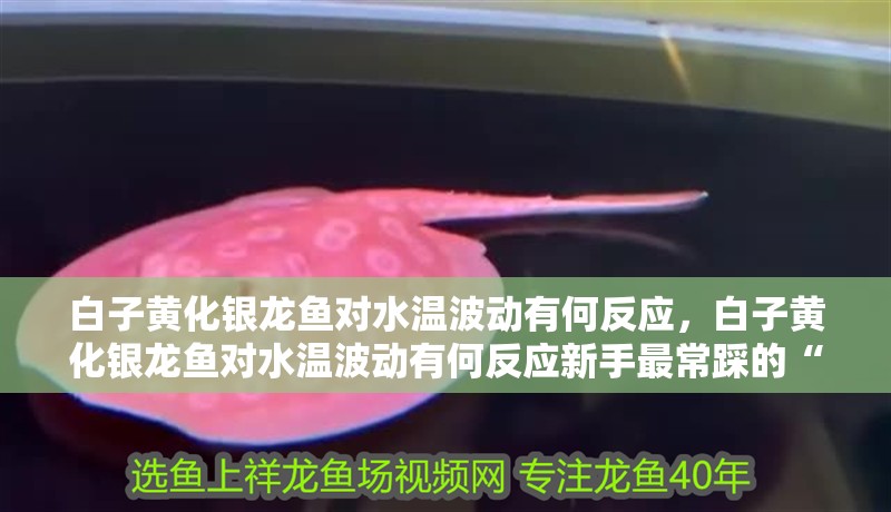 詳細閱讀:白子黃化銀龍魚對水溫波動有何反應,白子黃化銀龍魚對水溫波動有何反應新手最常踩的“死亡陷阱” 白子黃化銀龍魚對水溫波動有何反應,白子黃化銀龍魚對水溫波動有何反應新手最常踩的“死亡陷阱”